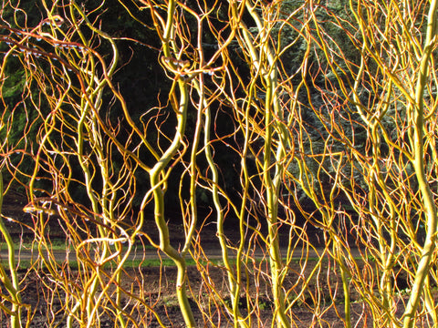 Corkscrew hazel stems