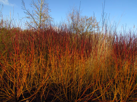 Cornus stems