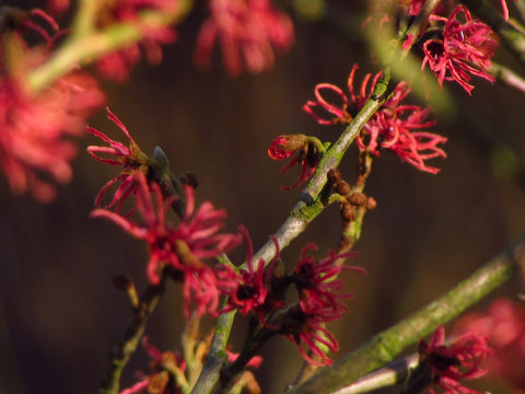 Witch hazel flowers