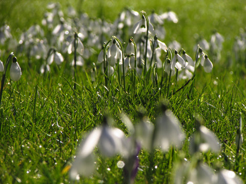 Snowdrops