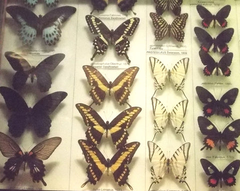 butterfly exhibit