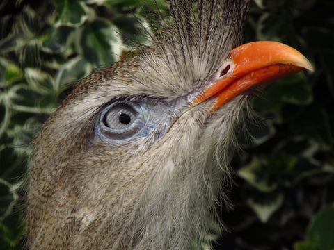 harewood bird