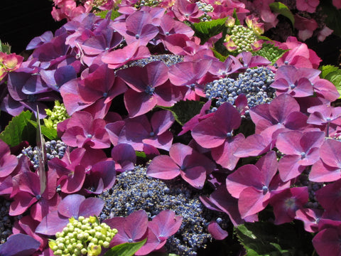 Hydrangea