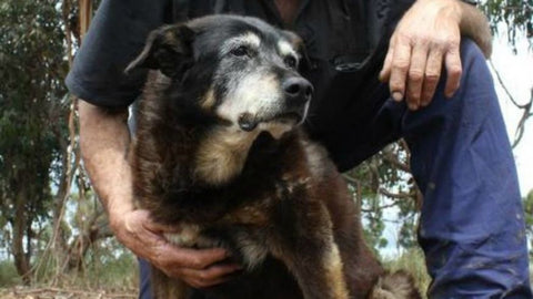 maggie worlds oldest dog
