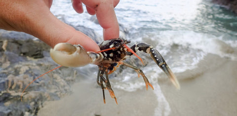 Baby Lobster at the Lobster Hatchery, Padstow