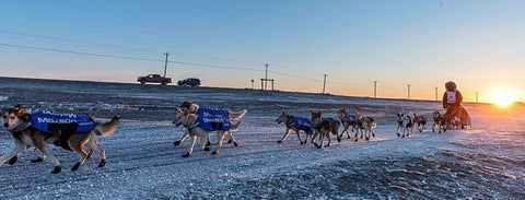 Iditarod - festivals in march