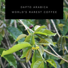 Dapto Arabica Worlds rarest coffee