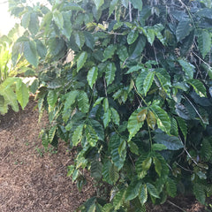 Dapto Arabica