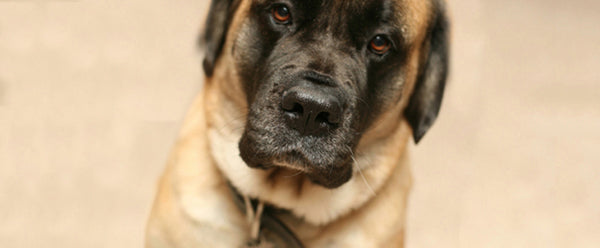 at what age can you breed a mastiff