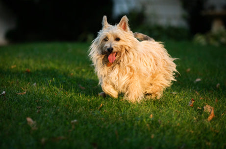 large cairn terrier