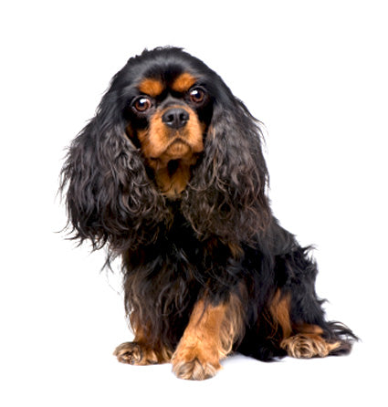 king charles spaniel shedding