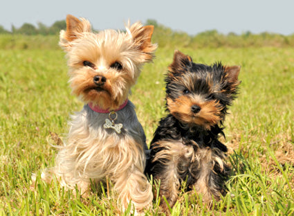 yorkshire terrier shed