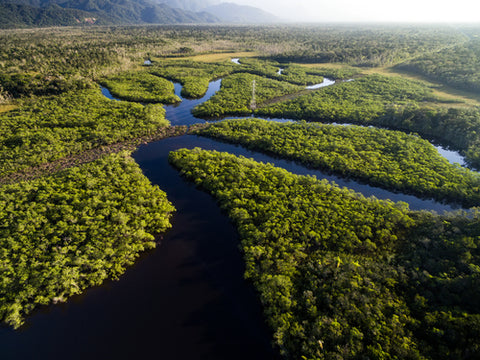 Amazon rainforest jungle