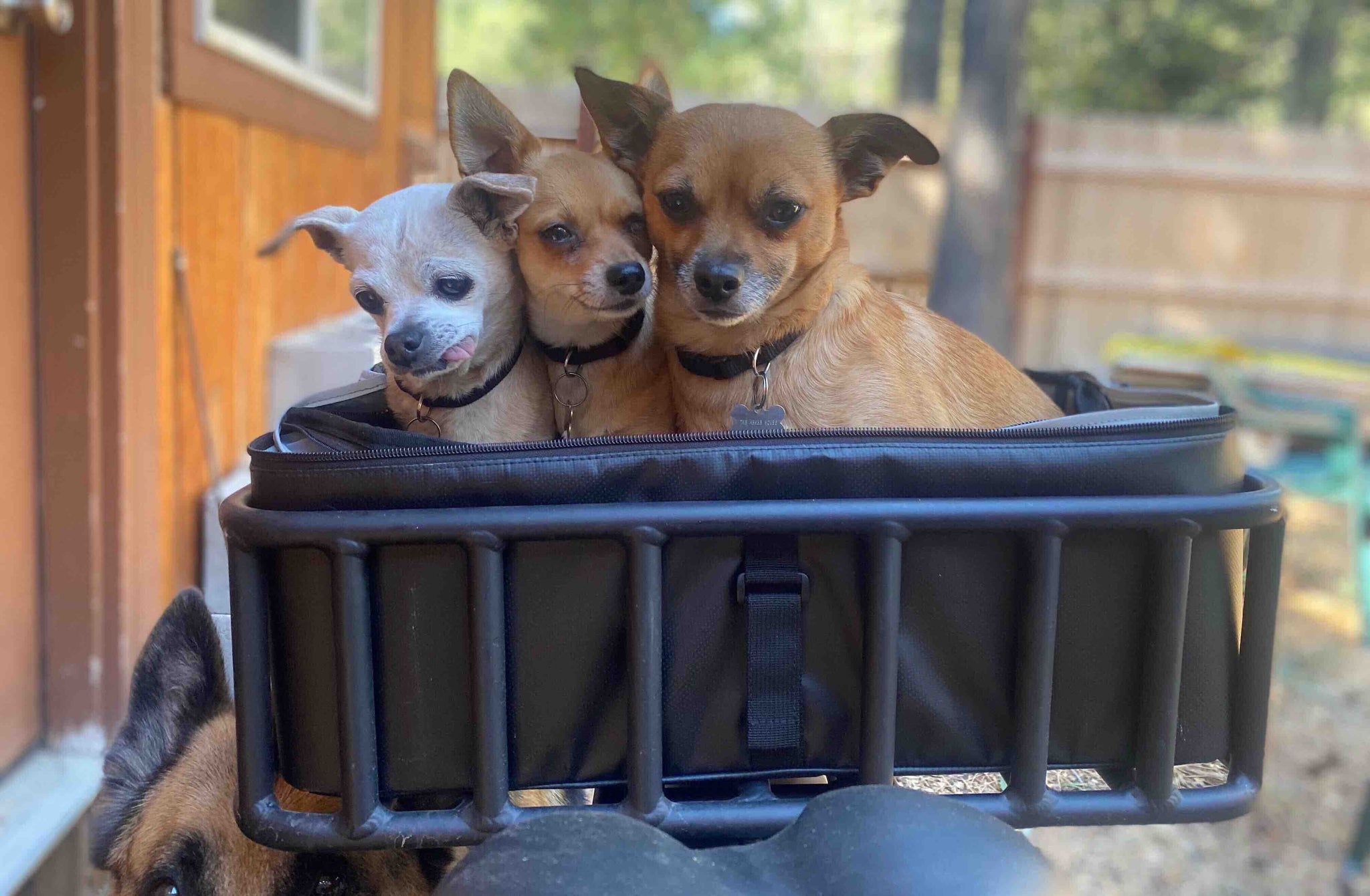 Three chihuahuas share a basket on a RadRover.