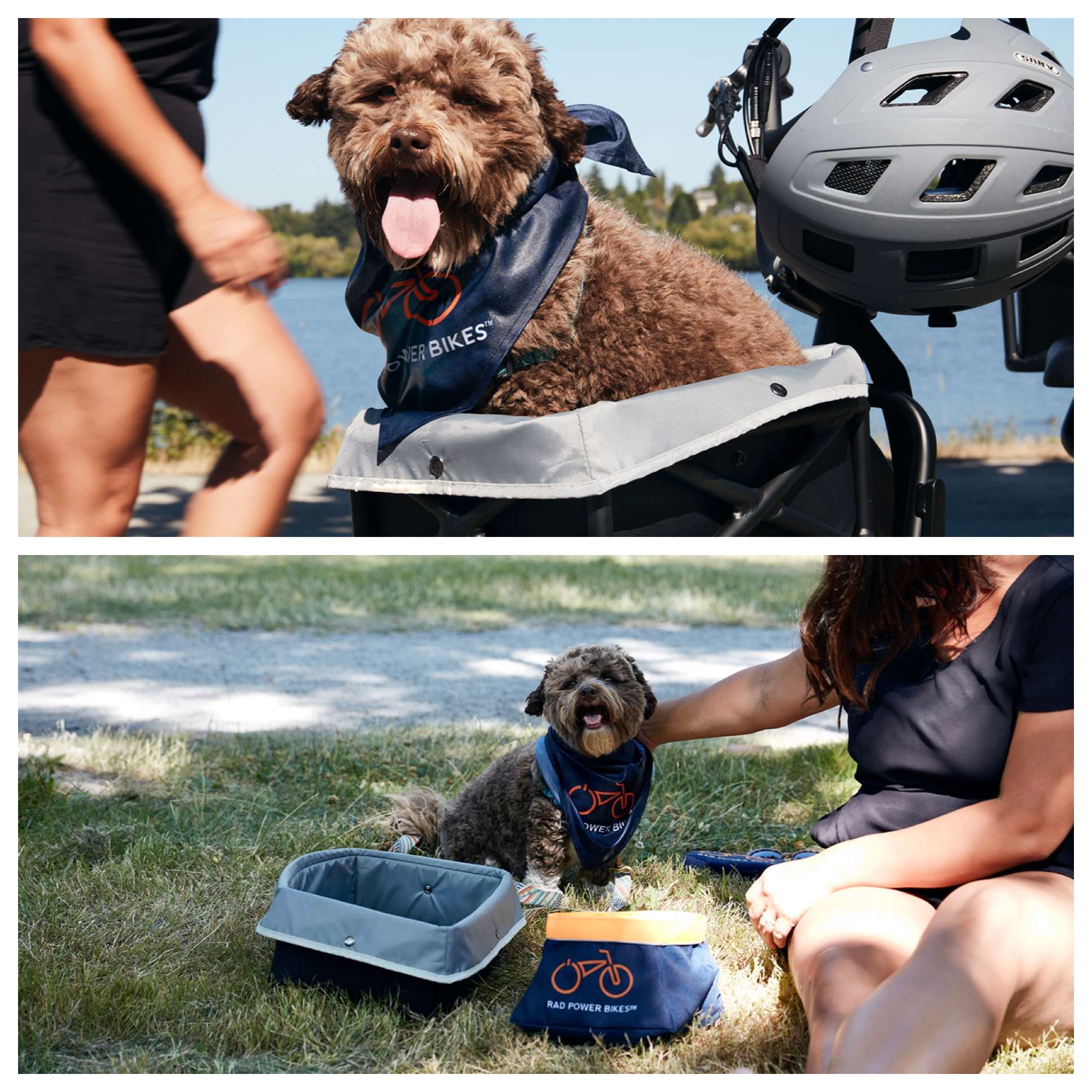 Two pictures of small dog, one where he is nestled in Rad's new pet carrier and the other where he is by the Rad Power Bikes portable water dish.