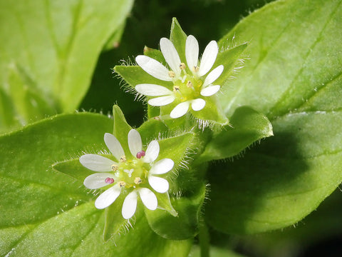 Chickweed (Stellaria media) 