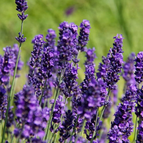 Lavender (Lavandula angustifolia), a.k.a. English Lavender