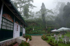 Steinthal Tea Garden