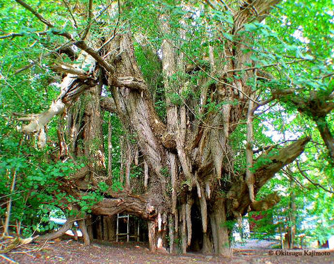 Japan's biggest Ginkgo tree  Kita kanegasawa aza shiomigata,  Fukaura town, Nishitsugaru country  natural monument, girth 22 m, many chichi, over 1,000 years old  photo ©  Okitsugu Kajimoto