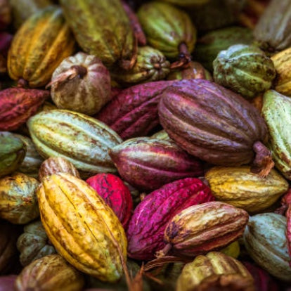 Cocoa beans