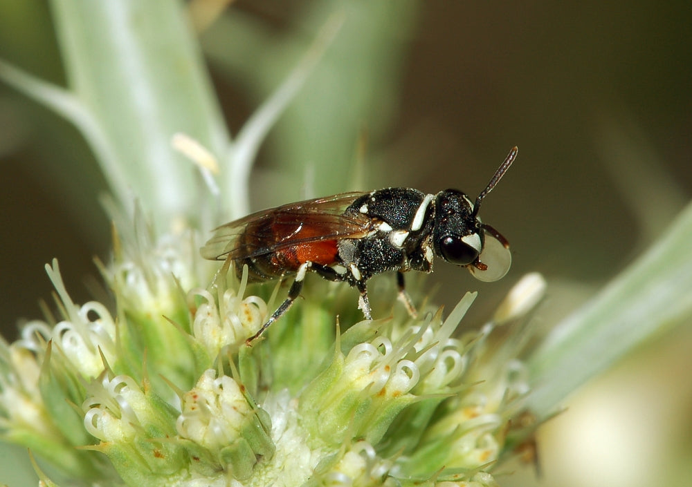 Fritz Geller-Grimm - Hylaeus Bee