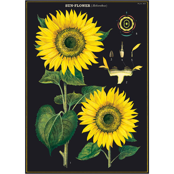 sunflower wrapping paper