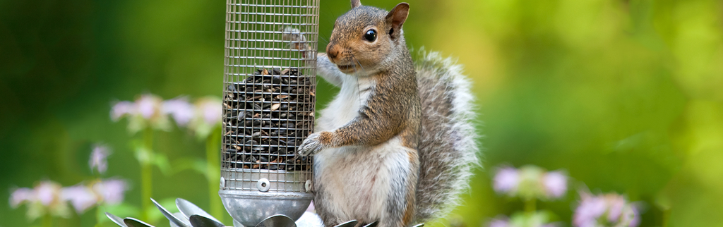 Keep Squirrels Out of Your Bird Feeder Permanently!