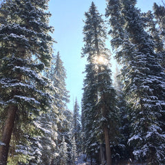 Sunlight through snowy everygreens