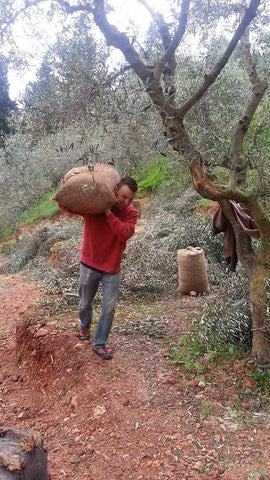 Harvesting olives in Greece in SOM Footwear- designed and made in the USA.