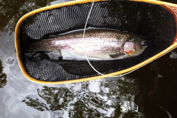 trout fly fishing