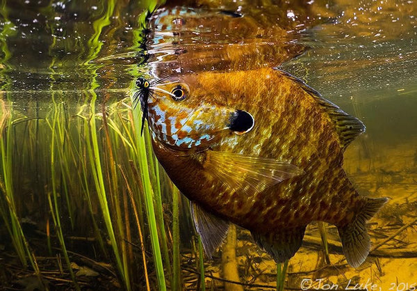 Bluegill fly fishing