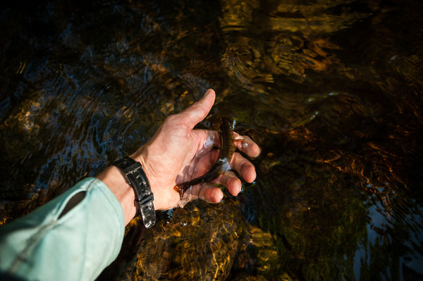 trout fly fishing small streams