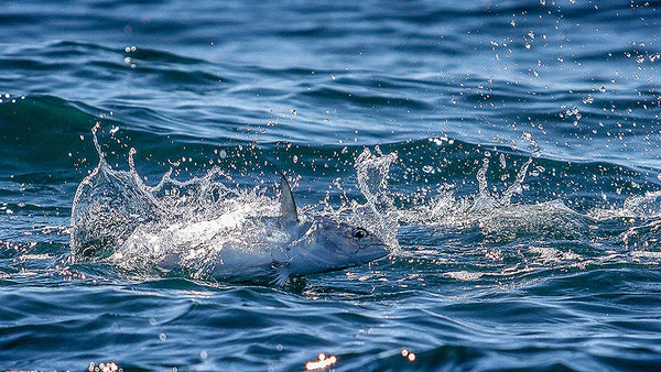 Fly fishing false albacore breaking