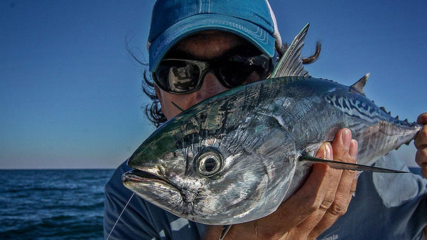 False Albacore fly fishing