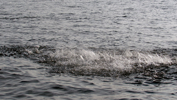 School of nervous baitfish, how to catch redfish on the fly