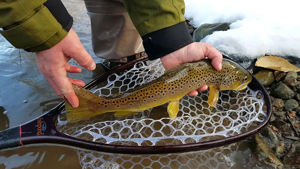 Brown trout winter fly fishing Pennsylvania