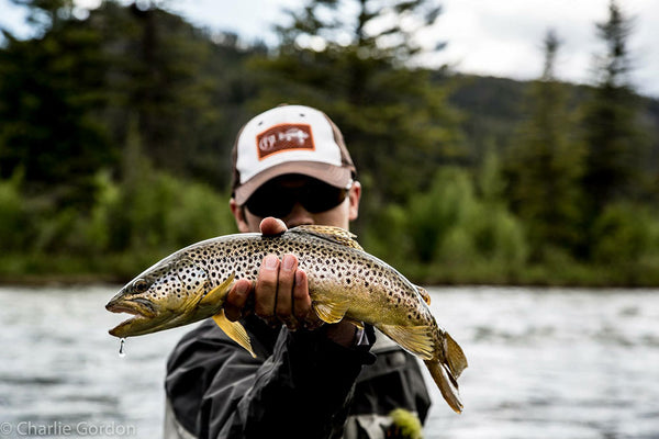 Madison River brown trout caught in a soft water pocket on an articulating style fly, photo by Charlie Gordon
