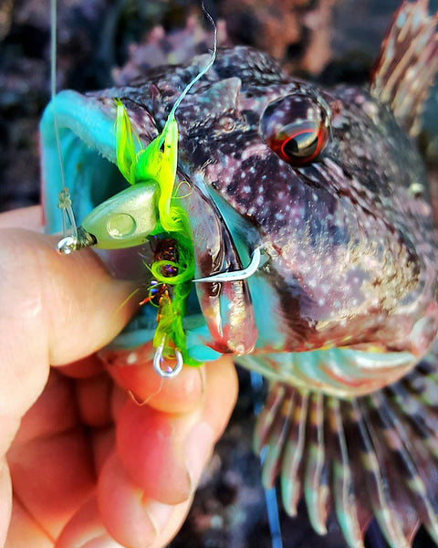 Blue cabezon fly fishing