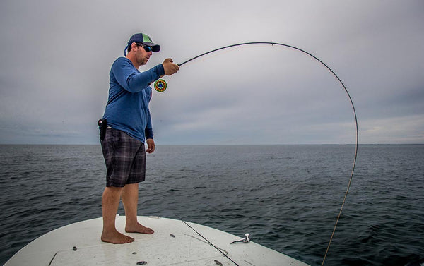 Fly fishing false albacore rod bent