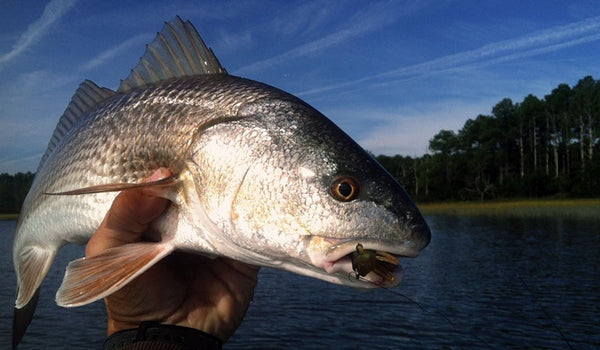 Gordon Churchill redfish fly fishing