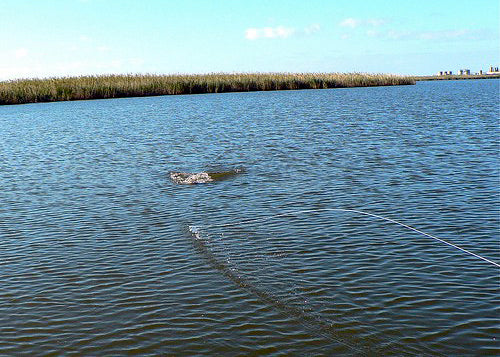 fly line goes tight redfish