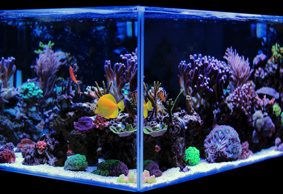 verkenner passen gezagvoerder Saltwater Aquariums - Premium Acrylic Fish Tanks For Reef Aquariums – Dream Fish  Tanks