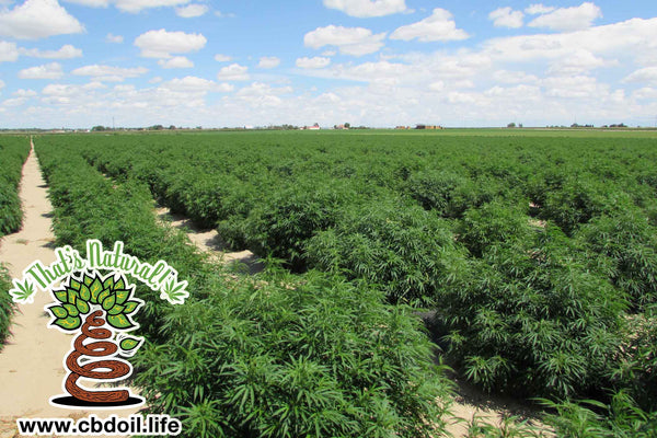 That's Natural CBD Oil from hemp - Hemp Fields in Colorado, Legal in all 50 States
