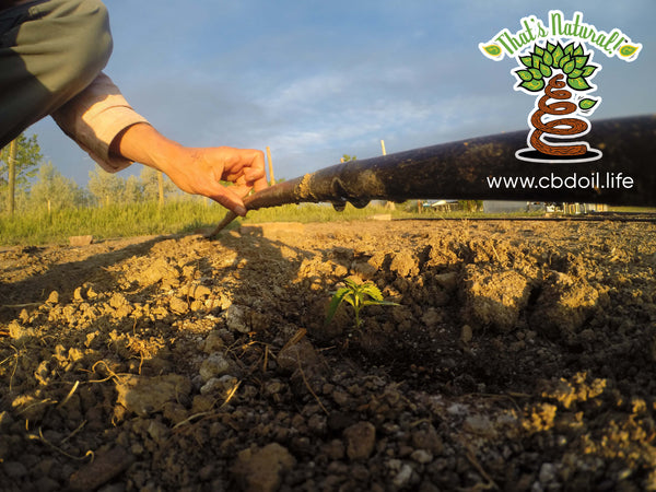 Baby CBD-Rich Hemp Plants in Paonia, Colorado - Pure, Potent, Trusted - That's Natural! at www.cbdoil.life