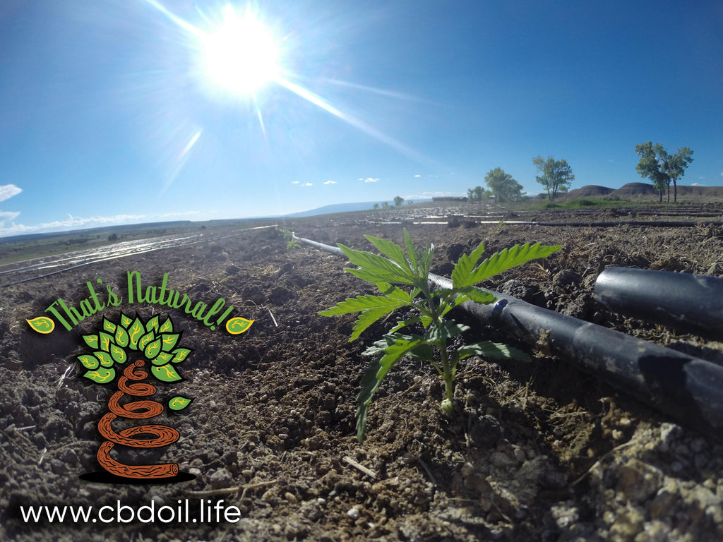 Colorado hemp plants in a field in the North Fork Valley of Colorado.  That’s Natural CBD Oil from hemp is legal in all 50 States - full spectrum of cannabinoids and terpenes at cbdoil.life
