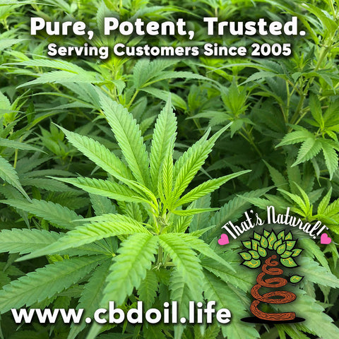 most trusted CBD, family-owned CBD company, legal hemp CBD, hemp legal in all 50 States, hemp-derived CBD, Thats Natural topical CBD products, CBDA, CBDA Oil, Life Force with biodynamic Colorado hemp - That’s Natural CBD Oil from hemp - whole plant full spectrum cannabinoids and terpenes legal in all 50 States - www.cbdoil.life, cbdoil.life, www.thatsnatural.info, thatsnatural.info, CBD oil testimonials, hear from customers of CBD oil products
