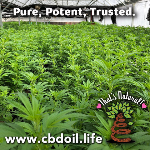 Is more CBD good for you?  Is more CBD better? Is CBD isolate better? Is Raw CBD Better? Hemp-derived CBD Oil from That’s Natural - CBDA Oil, Full of the naturally occurring cannabinoids and terpenes that nature had intended!  The best CBD Oil on the market - experience the Entourage Effect and truly holistic healing. Pure, Potent, Trusted at cbdoil.life and www.cbdoil.life - Thats Natural topical CBD products, CBD spa products, CBD muscle jelly, CBD face lotion, CBD face creme, CBD body lotion, CBD salve, CBD lube Dr. Axe CBD, CBD Distillery - legal hemp CBD at thatsnatural.info