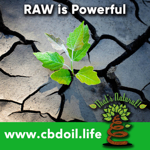 Raw CBD Oil, CO2 extracted raw cannabinoids, raw terpenes - That’s Natural full spectrum phytocannabinoids entourage effect - Precious plant compounds in That's Natural full spectrum CBD-rich hemp oil include other cannabinoids besides CBD (CBDA, CBC, CBG, CBN), terpenes (beta-myrcene, linalool, d-limonene, alpha-pinene, humulene, beta-caryophyllene) and polyphenols - See more about safe and effective hemp-derived CBD oil from Thats Natural at www.cbdoil.life and cbdoil.life and www.thatsnatural.info - legal hemp CBD, legal in all 50 states
