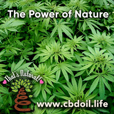 family-owned CBD company, legal hemp CBD, hemp legal in all 50 States, hemp-derived CBD, Thats Natural topical CBD products, CBDA, CBDA Oil, Life Force with biodynamic Colorado hemp - That’s Natural CBD Oil from hemp - whole plant full spectrum cannabinoids and terpenes legal in all 50 States - www.cbdoil.life, cbdoil.life, www.thatsnatural.info, thatsnatural.info, CBD oil testimonials, hear from customers of CBD oil products