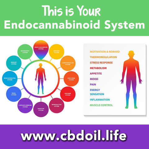 Endocannabinoid System ECS and endocannabinoid deficiency - CBDA, CBDA Oil, CBDA creme, CBDA cream, CBDA for pain, CBDA for anxiety - That’s Natural full spectrum CBD oil products with cannabinoids and terpenes - experience the entourage effect with Thats Natural CBD Oil, legal hemp CBD, hemp legal in all 50 States, CBD, CBDA, CBC, CBG, CBN, Cannabidiol, Cannabidiolic Acid, Cannabichromene, Cannabigerol, Cannabinol; beta-myrcene, linalool, d-limonene, alpha-pinene, humulene, beta-caryophyllene - find at cbdoil.life and www.cbdoil.life